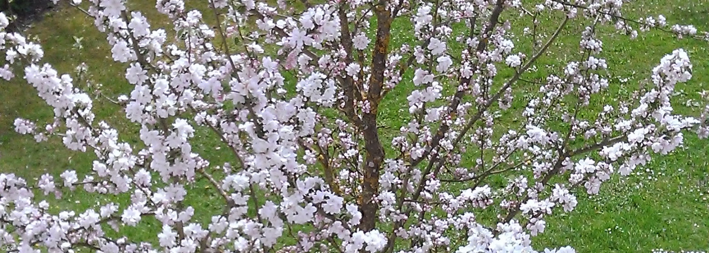 Gartengottesdienst Frühjahr